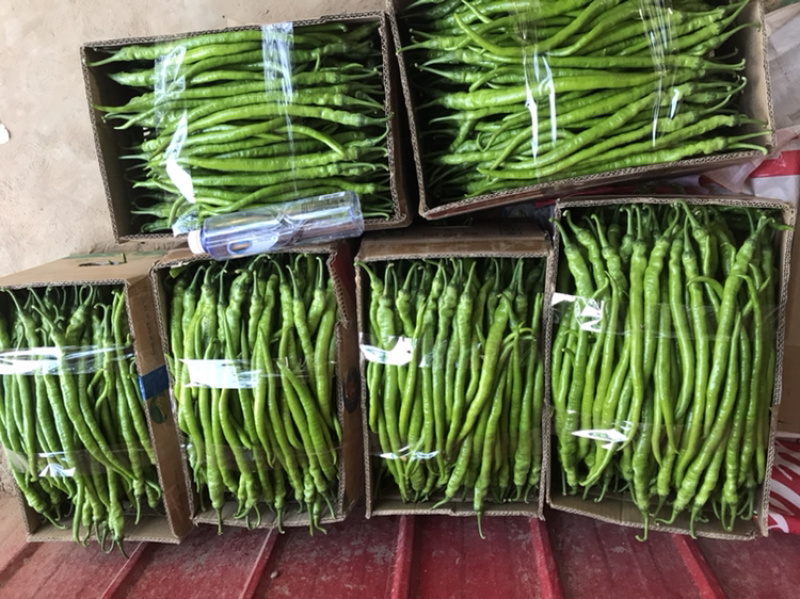 精品线椒‼️大量上市中‼️需要的老板联系我‼️