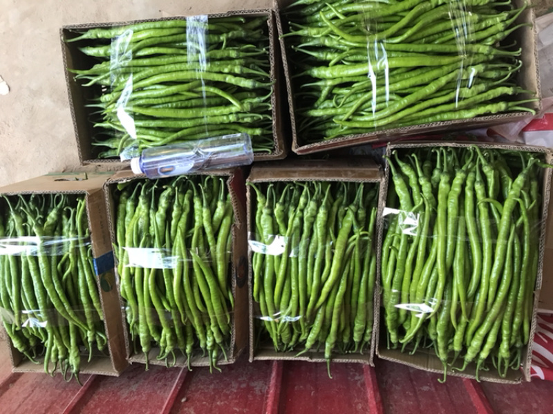精品线椒‼️大量上市中‼️需要的老板联系我‼️