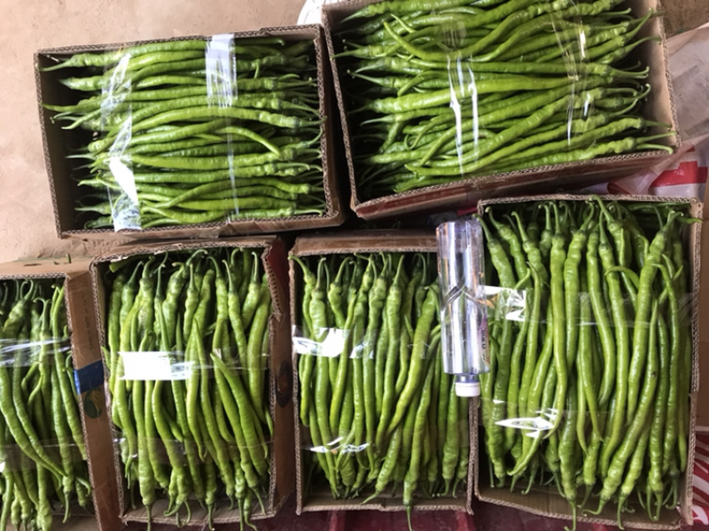 精品线椒‼️大量上市中‼️需要的老板联系我‼️
