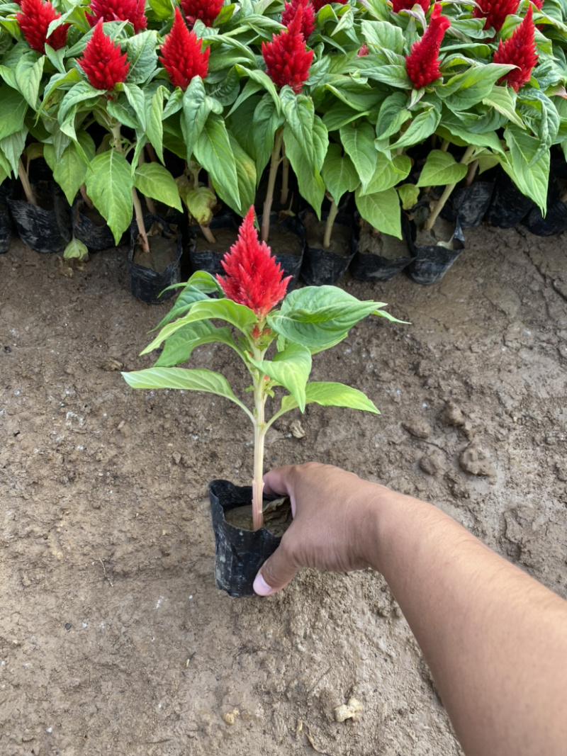 鸡冠花400万鸡冠花种植基地急售。助农扶贫项目