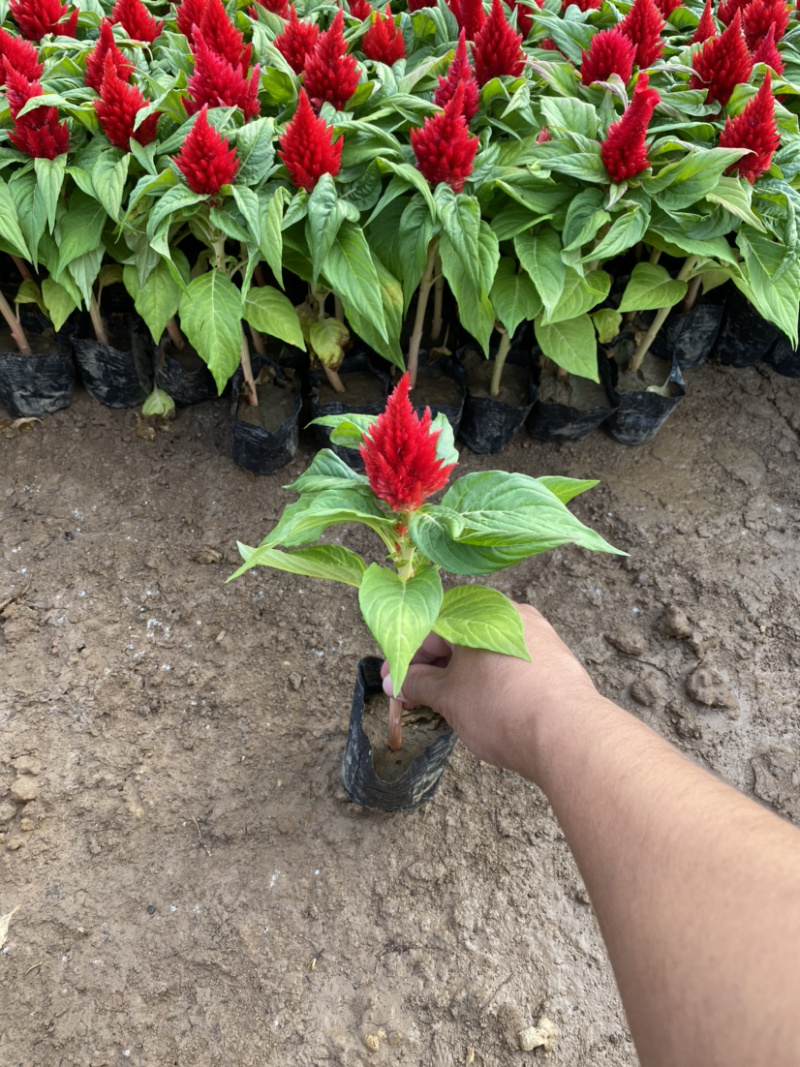 鸡冠花400万鸡冠花种植基地急售。助农扶贫项目