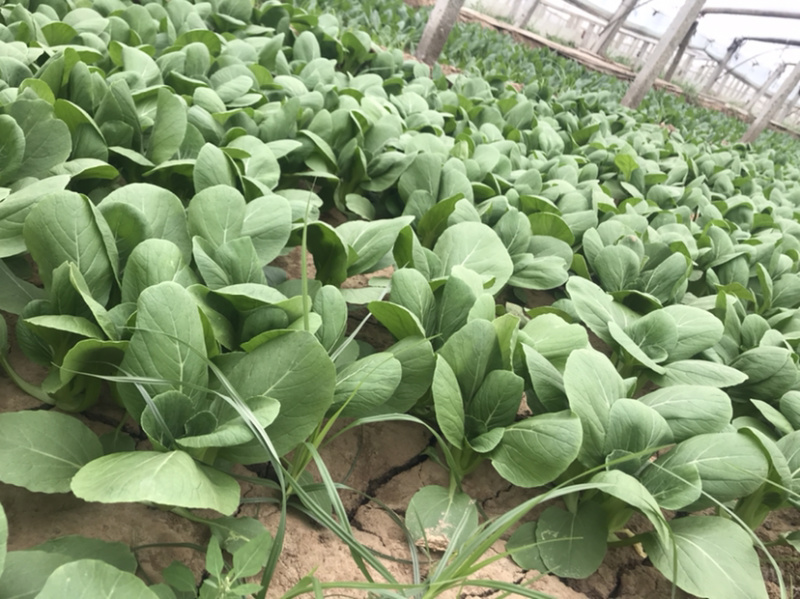山东聊城上海青精品，页面大，叶片无虫眼，欢迎各地老板联系