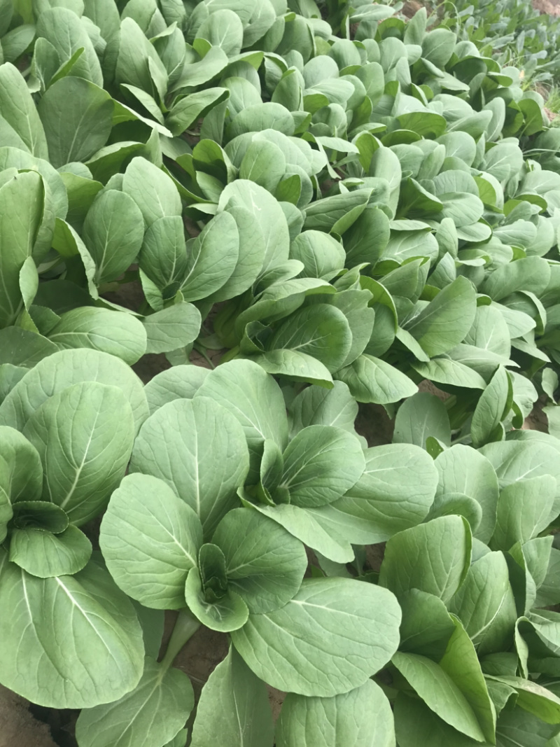山东聊城上海青精品，页面大，叶片无虫眼，欢迎各地老板联系
