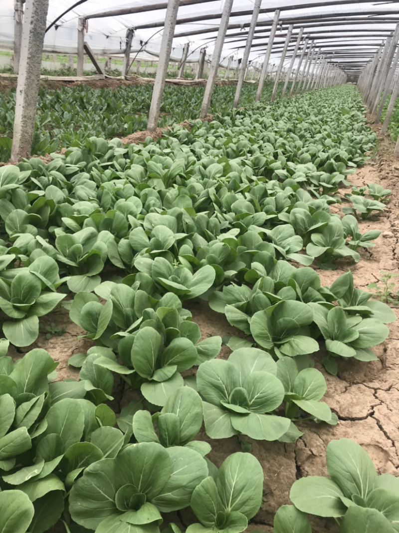 山东聊城上海青精品，页面大，叶片无虫眼，欢迎各地老板联系