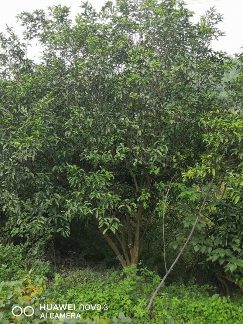 香泡，柚子树全冠，