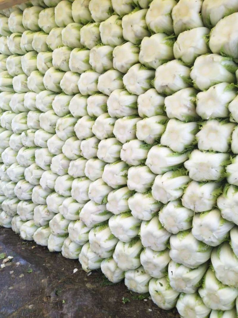 精品小颗白菜，3-5斤左右，各种包装，目前陆续上市…
