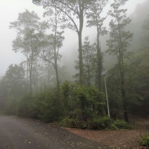 黔西南高山（海拔1200-2500米高山）野生方竹笋