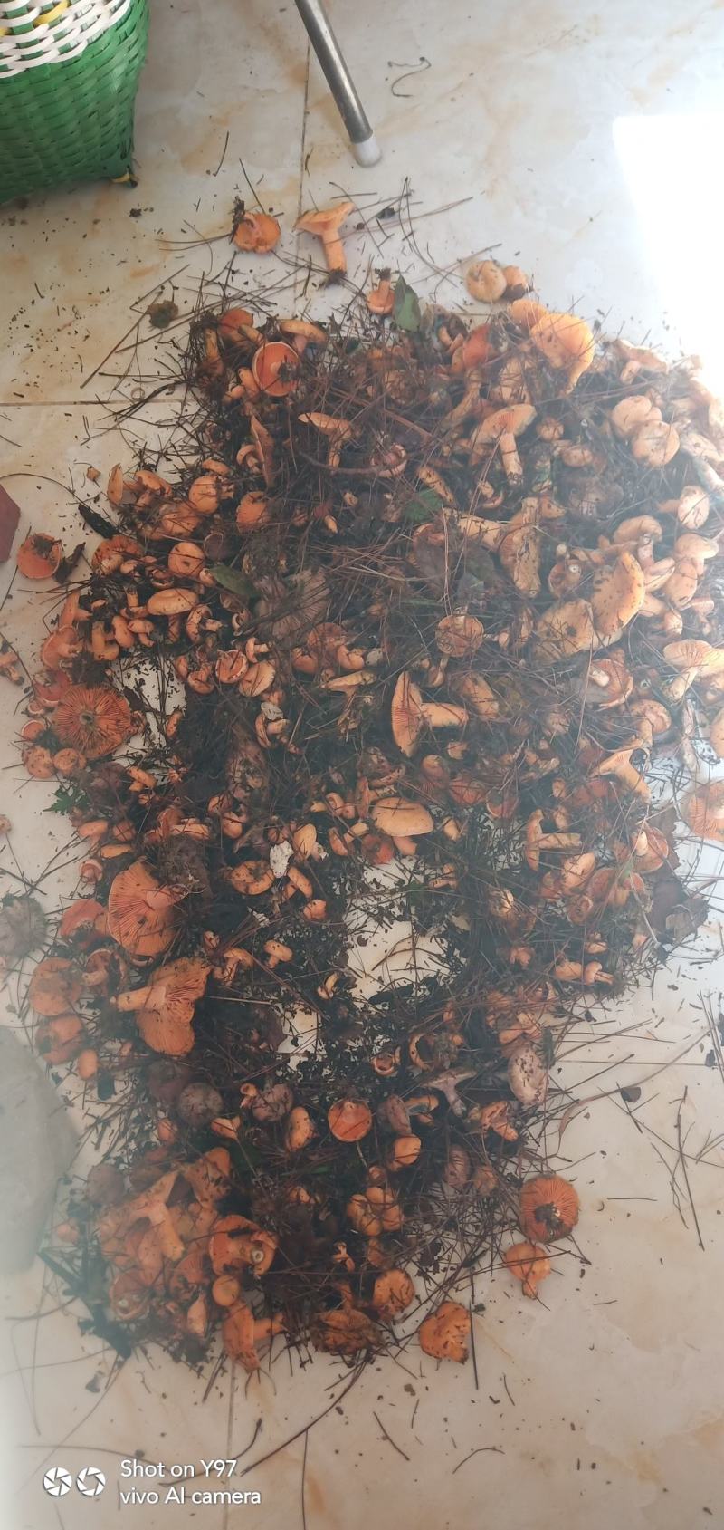枞树菌谷熟菌雁鹅菌松毛茵