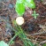 枞树菌谷熟菌雁鹅菌松毛茵