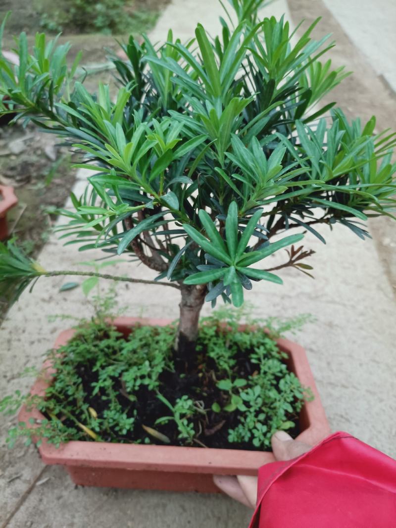 盆景罗汉松素材，老兵花卉