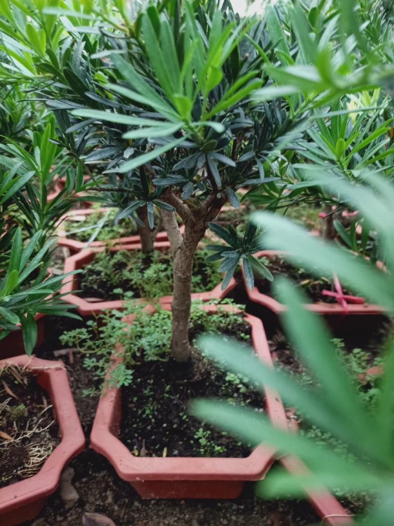 盆景罗汉松素材，老兵花卉