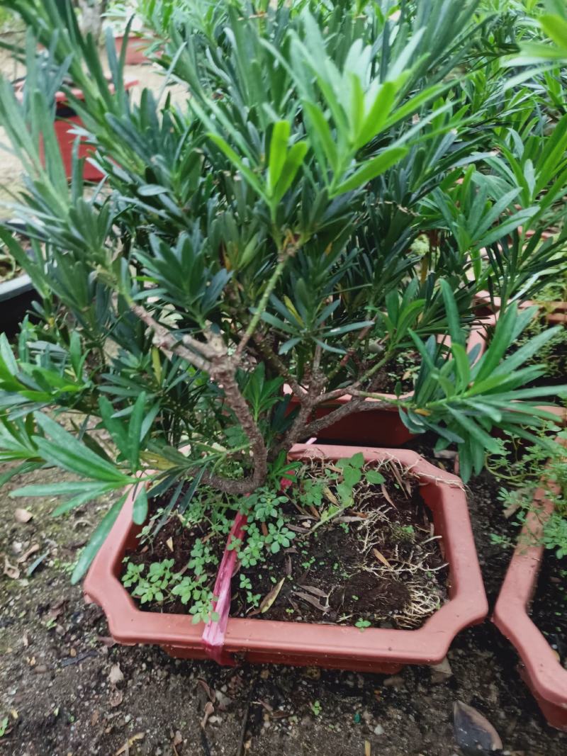 盆景罗汉松素材，老兵花卉