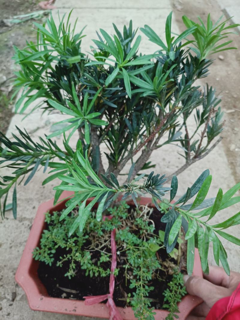 盆景罗汉松素材，老兵花卉