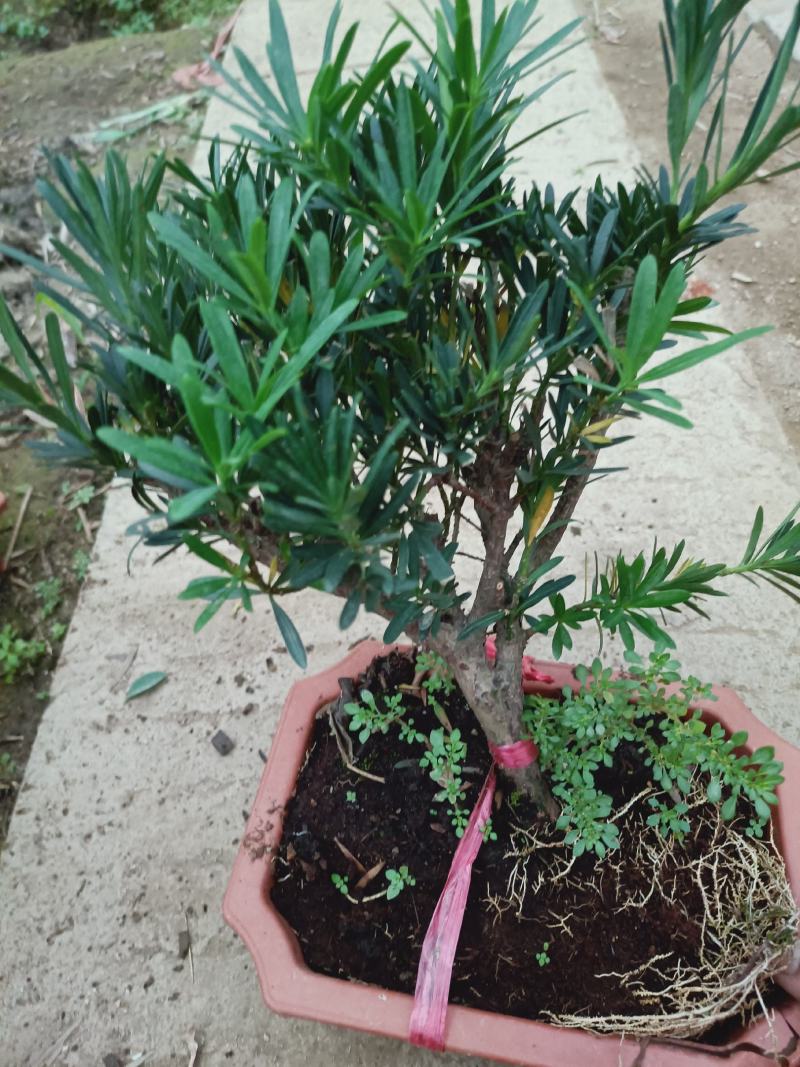 盆景罗汉松素材，老兵花卉