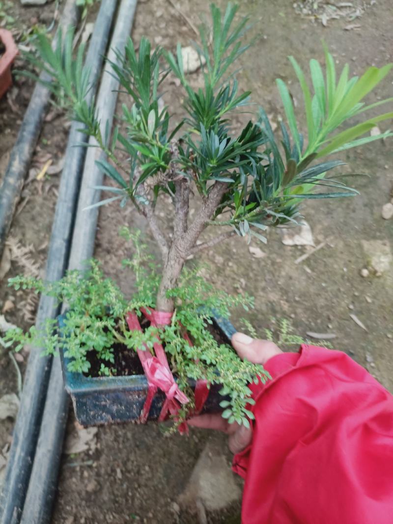 盆景罗汉松素材，老兵花卉