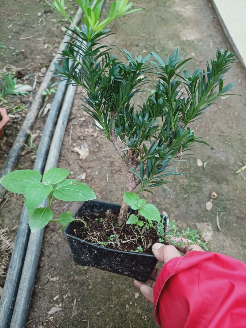 盆景罗汉松素材，老兵花卉