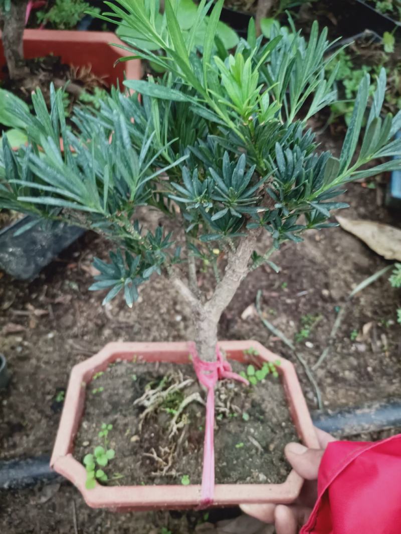 盆景罗汉松素材，老兵花卉
