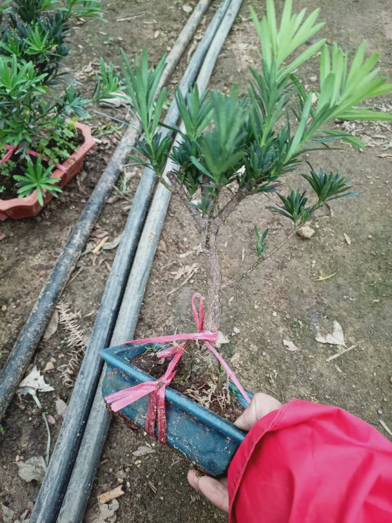 盆景罗汉松素材，老兵花卉