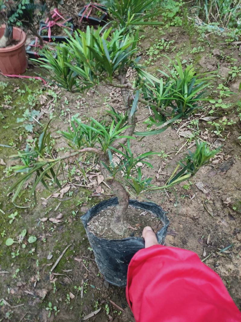 盆景罗汉松素材，老兵花卉