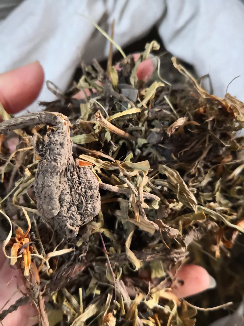 甘松青海干货量大从优欢迎选购