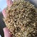 谷芽江西干货量大从优欢迎选购
