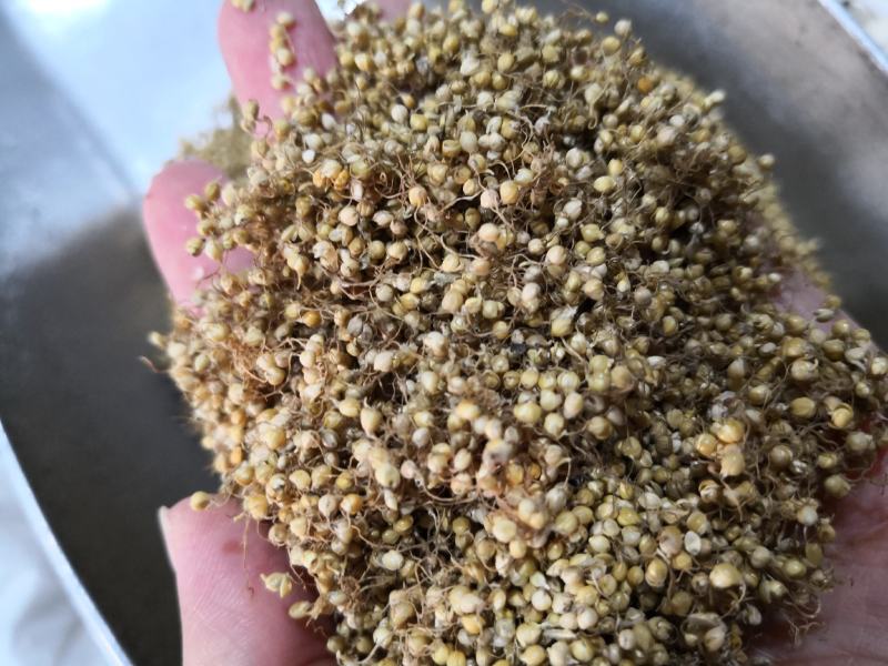 谷芽江西干货量大从优欢迎选购