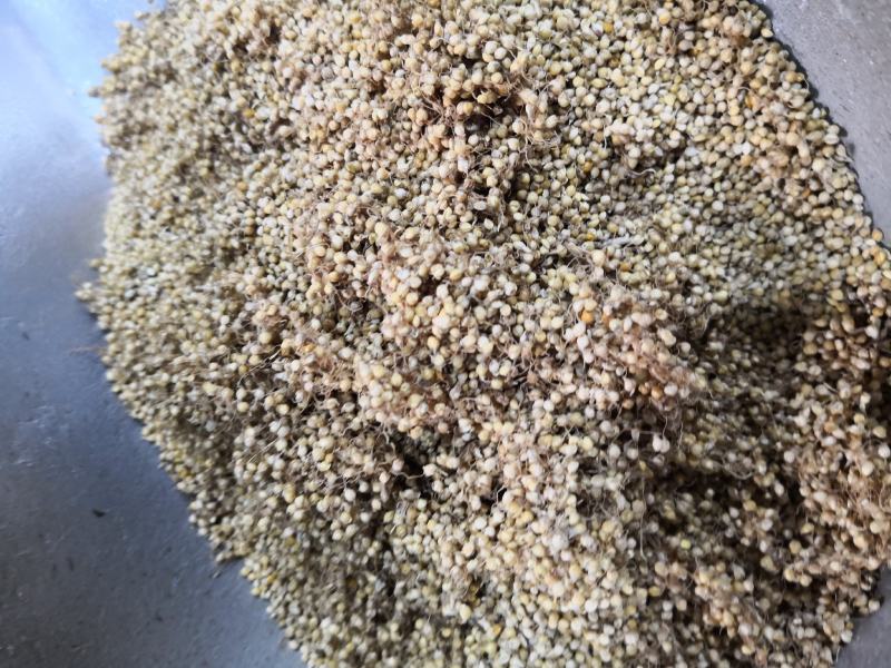 谷芽江西干货量大从优欢迎选购