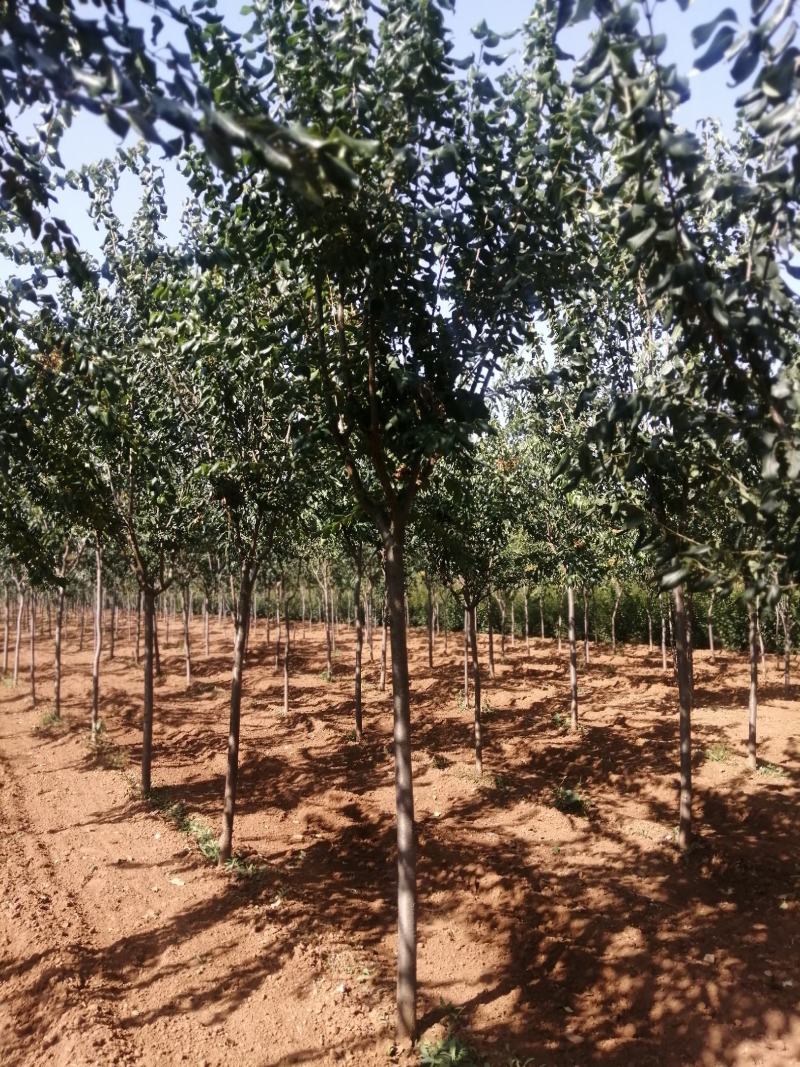 2020秋季苗木出售，量大优惠