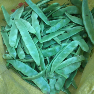 诚信代收各种品质豆角