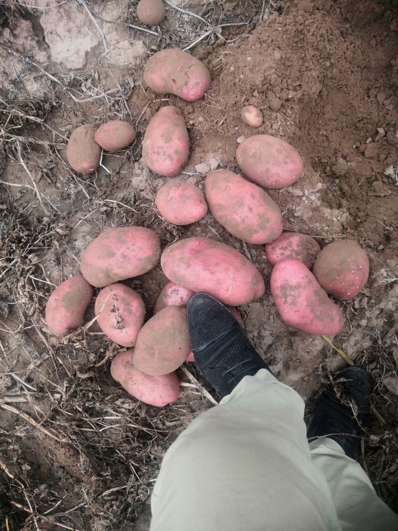 内蒙古磴口沙地土豆，希森6号，v7，中加，黄金暑，226