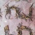虫草，冬虫夏草