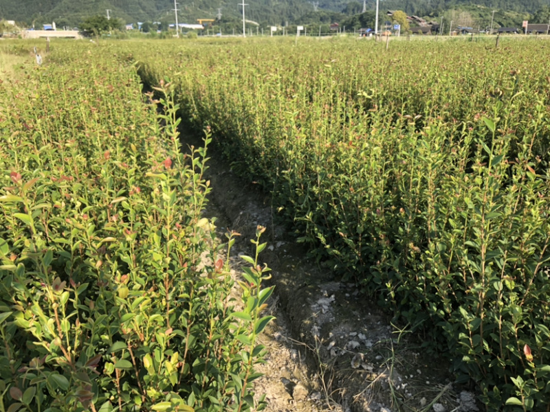 优质湘林和长林系列油茶苗