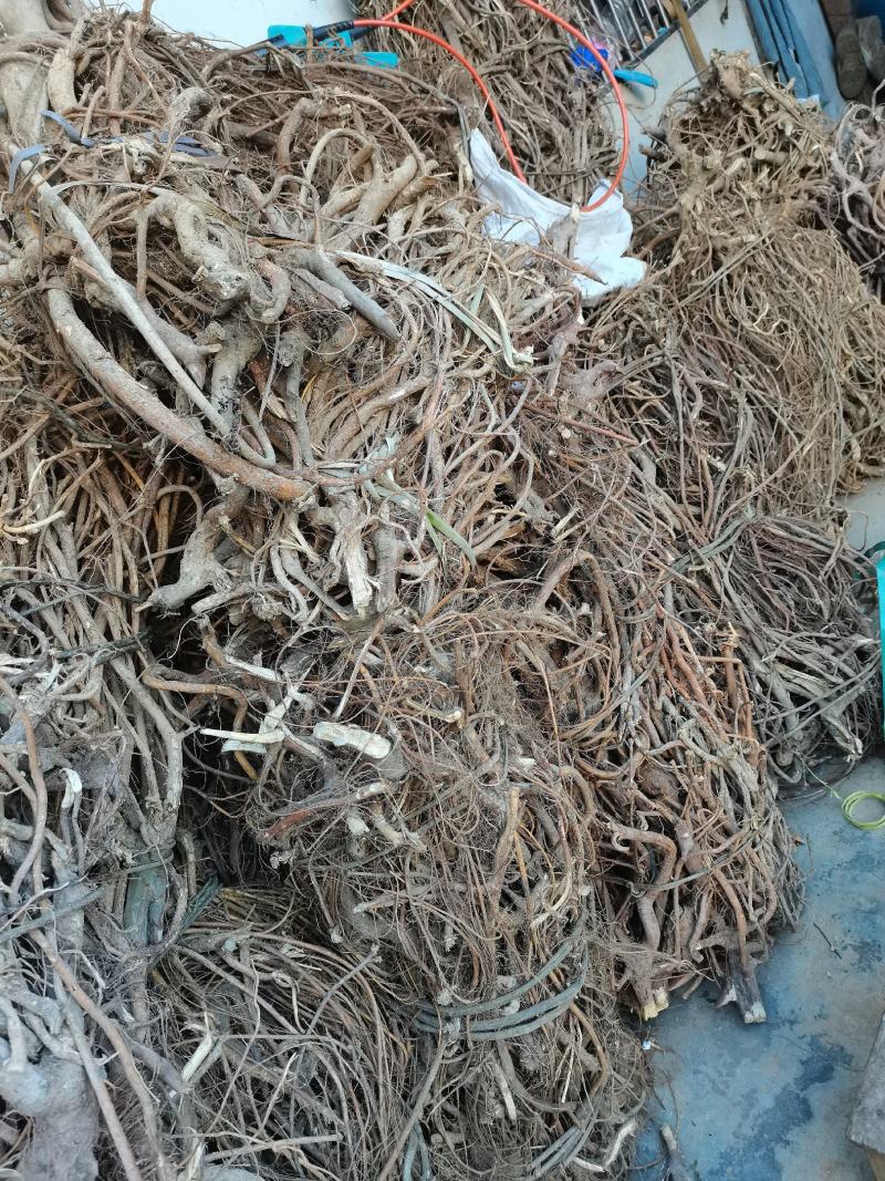 五爪金龙/无硫五指毛桃/五指毛桃产地/中药材五指牛奶/