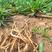 陕西省榆林市400亩的纯沙地板蓝根开挖了