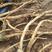 陕西省榆林市400亩的纯沙地板蓝根开挖了