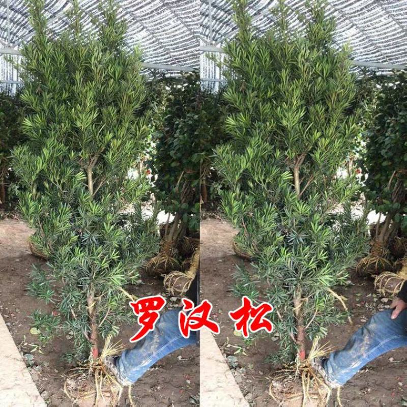 罗汉松大树苗老树桩雀舌台湾米叶金钻庭院造型绿植基地直销