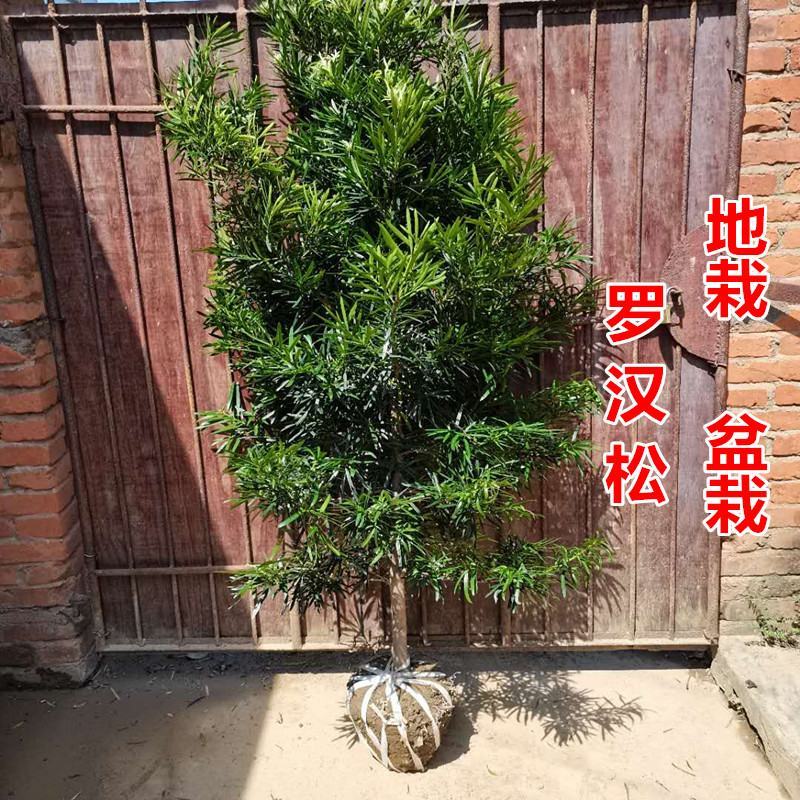 罗汉松大树苗老树桩雀舌台湾米叶金钻庭院造型绿植基地直销