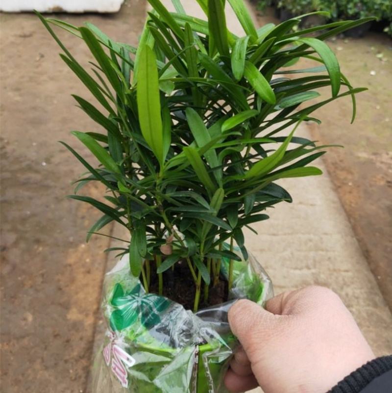 罗汉松大树苗老树桩雀舌台湾米叶金钻庭院造型绿植基地直销