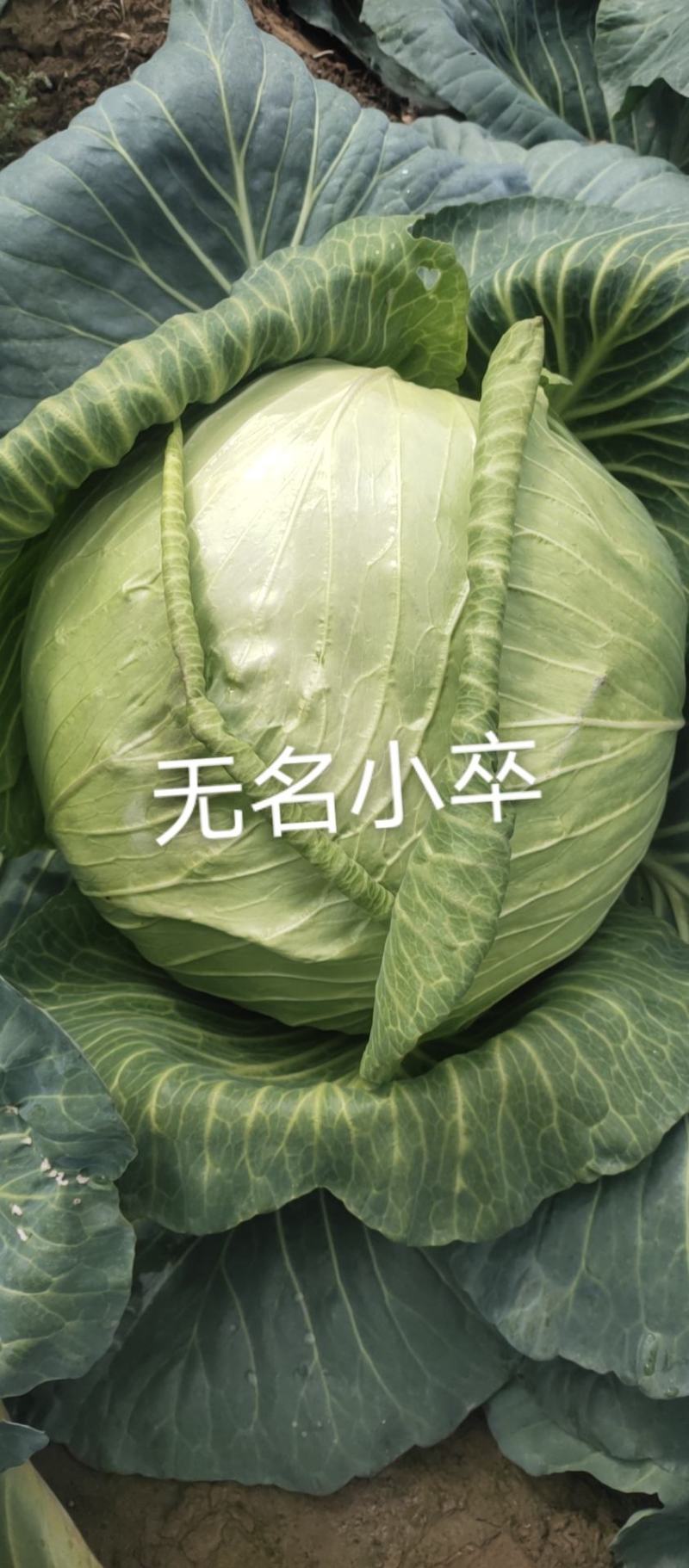 京丰一号，奥奇娜，内配，扁包花白。需要的联系