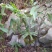 湖北深山老林里的纯野生老黄精