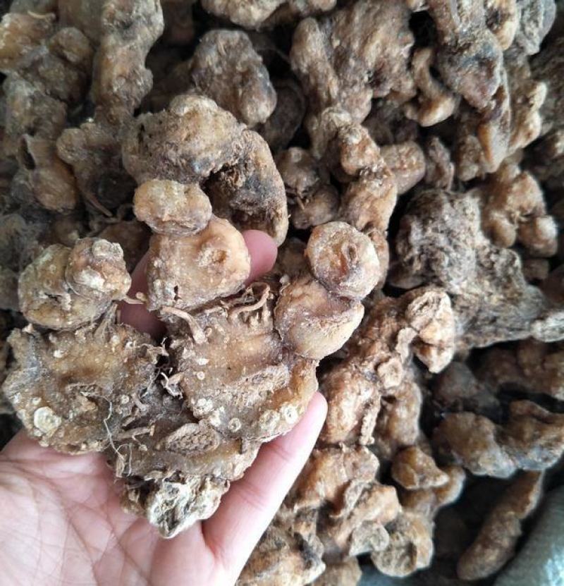 湖北深山老林里的纯野生老黄精