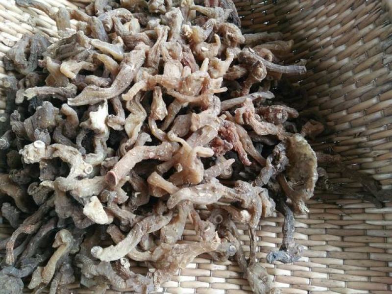 湖北深山老林里的纯野生老黄精
