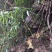 湖北深山老林里的纯野生老黄精