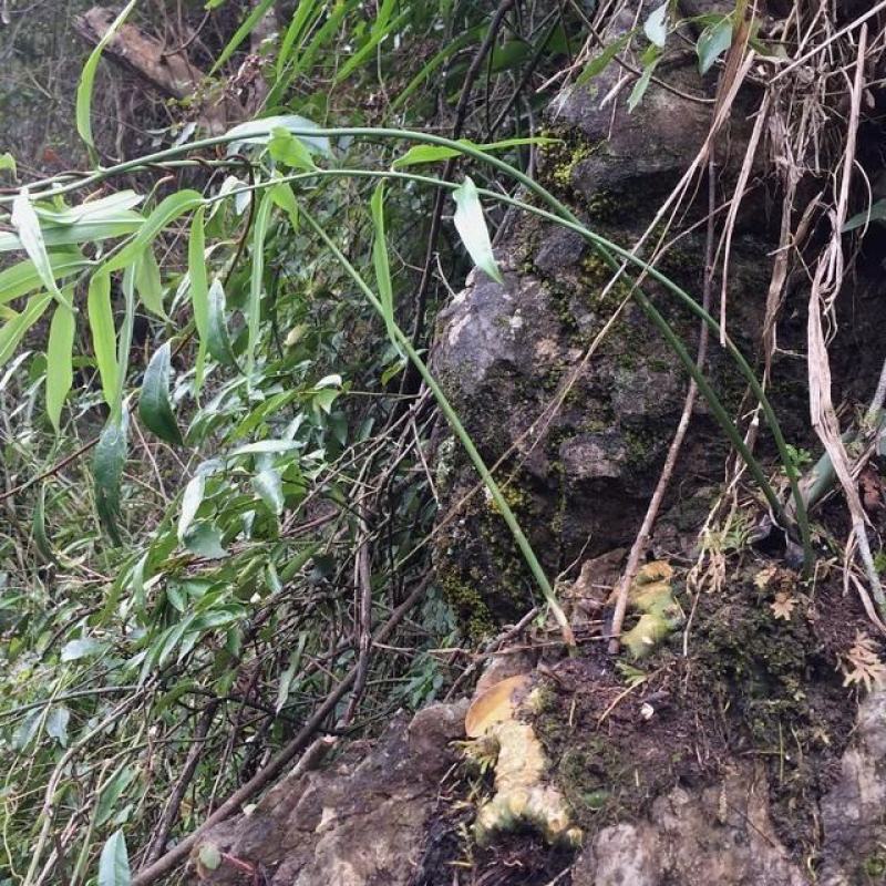 湖北深山老林里的纯野生老黄精