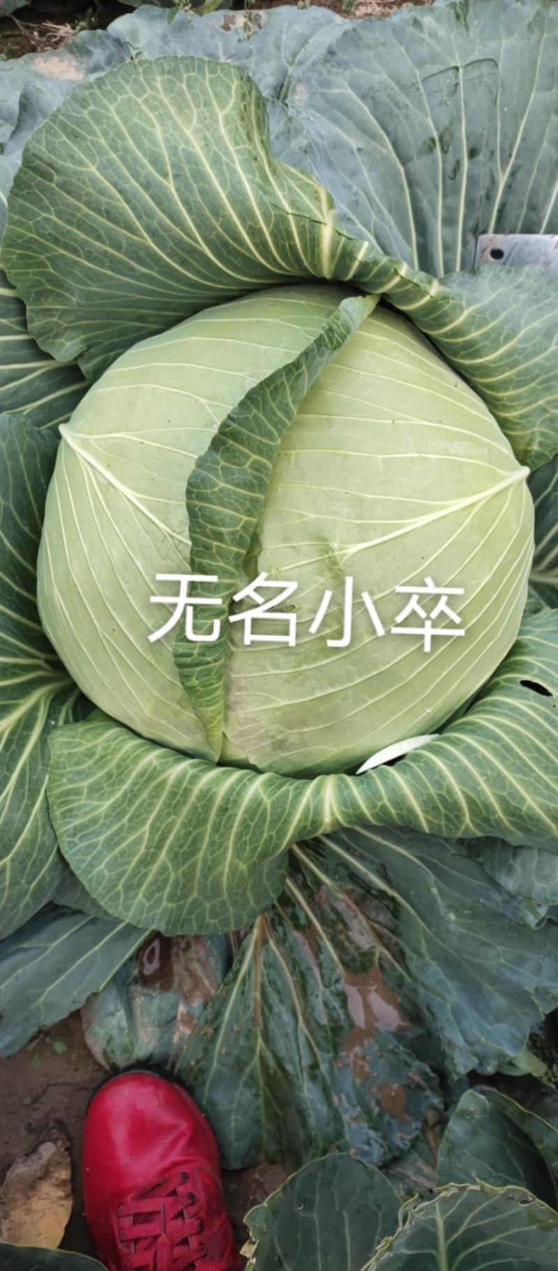 京丰一号，奥奇娜，内配，扁包花白。需要的联系