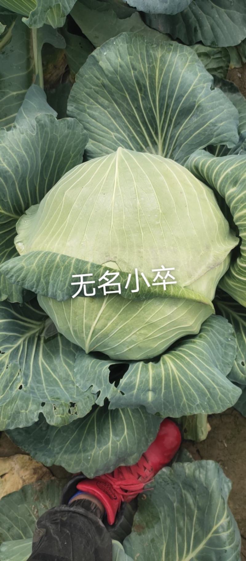 京丰一号，奥奇娜，内配，扁包花白。需要的联系