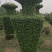 菊花，盆景正常花期全部现货造型，嫁接花根壮叶肥