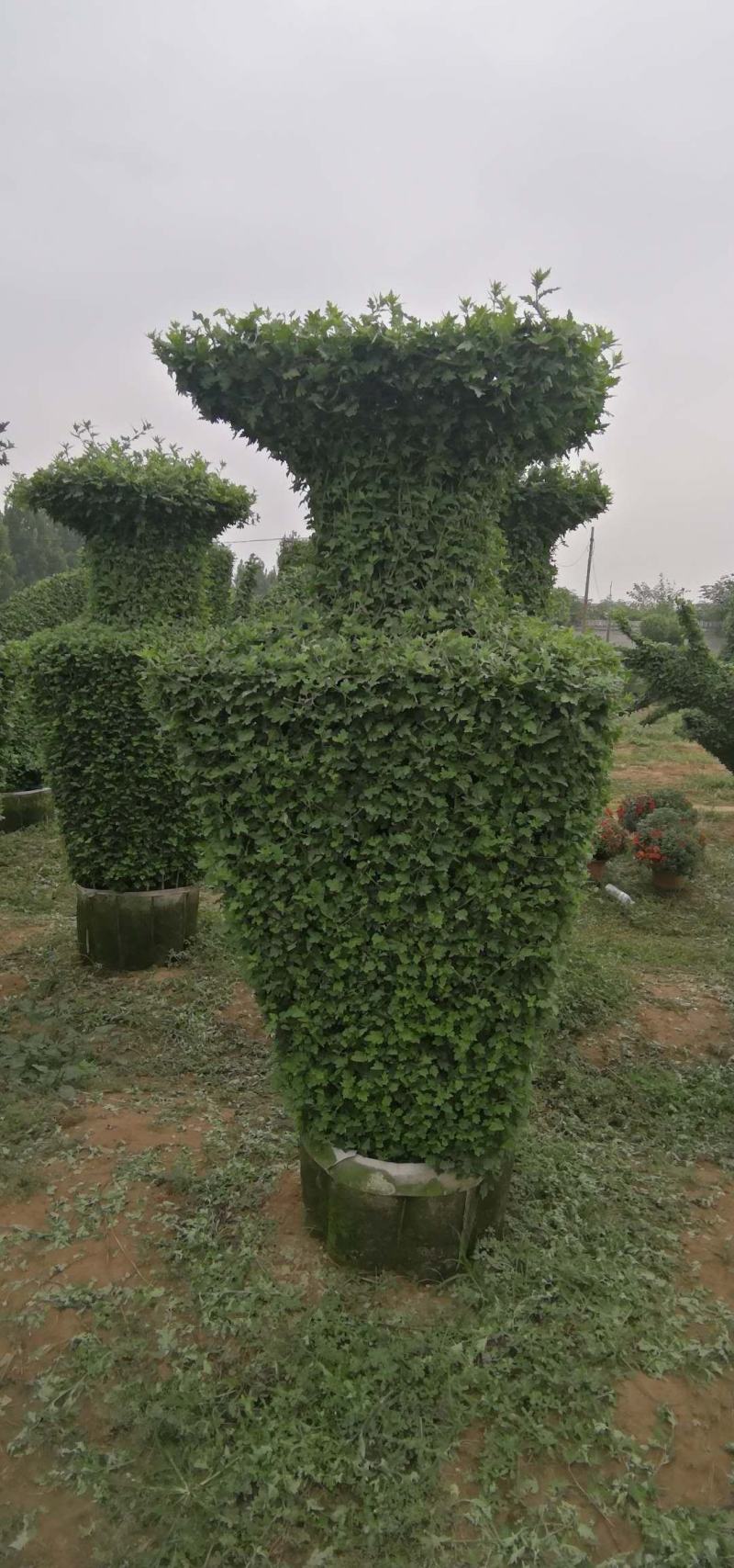 菊花，盆景正常花期全部现货造型，嫁接花根壮叶肥