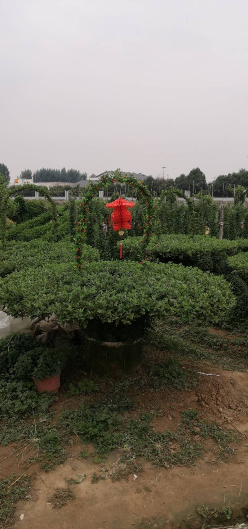 菊花，盆景正常花期全部现货造型，嫁接花根壮叶肥