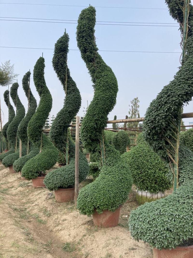 菊花，盆景正常花期全部现货造型，嫁接花根壮叶肥